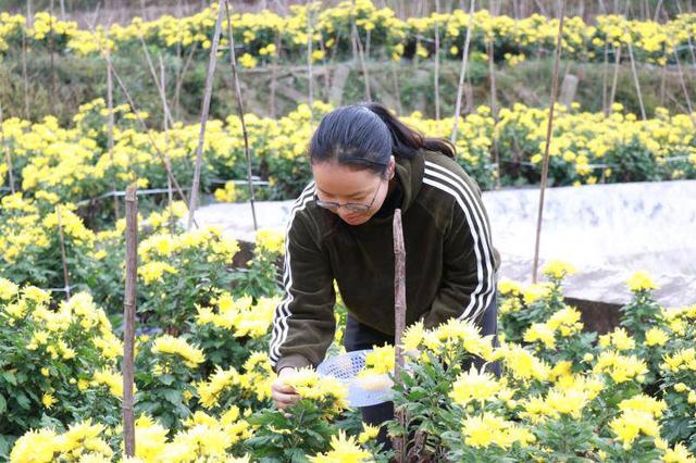 小康圆梦｜品质高市场好 四川古蔺香山村种植金丝皇菊亩产可达7000元