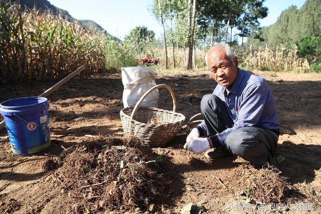 客商推广种植中药材“草乌”，农村6旬老人说第一年收入很意外