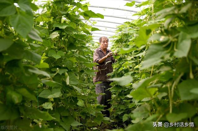 老植保员说：豆角开花结荚期有五禁忌，哪五忌？你注意到了吗