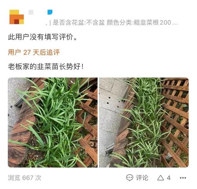 这届年轻人打算靠阳台实现蔬菜自由