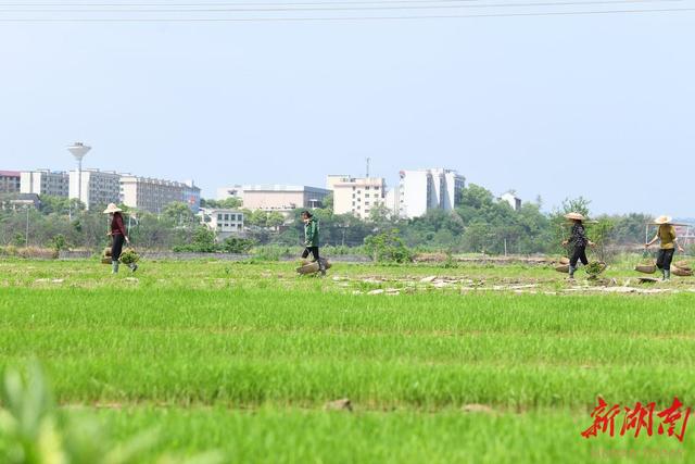 衡阳县完成早稻大田移栽32万亩   预计4月底前完成早稻种植任务