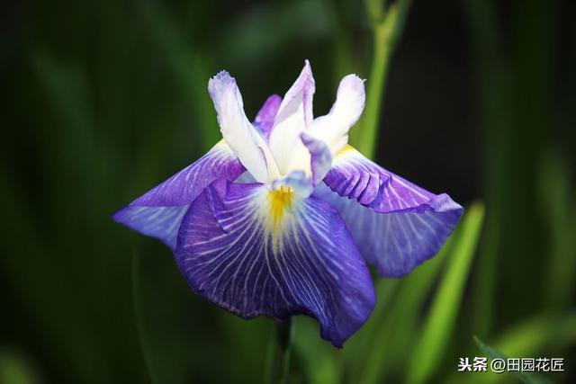 鸢尾花，难养？这些方面你可能没做好，这样做，鸢尾花又大又艳