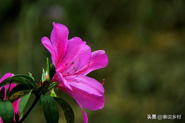 花卉种植技巧：花卉中地位极高的映山红种植方法，以及病虫害防治