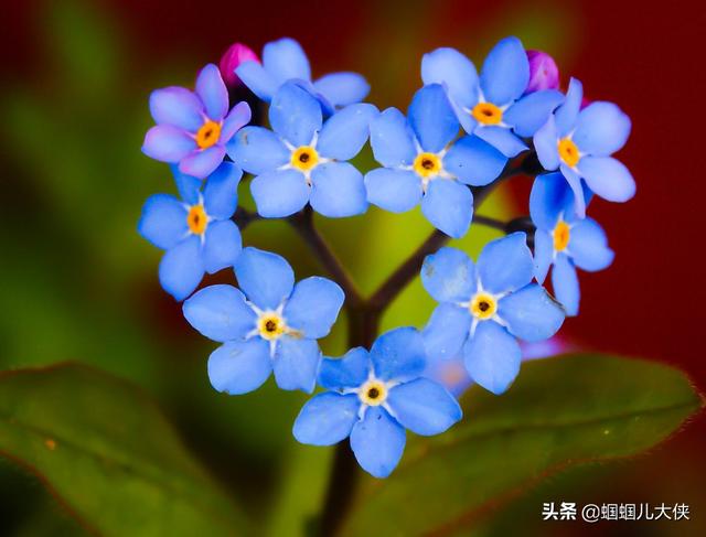 十种象征天空蓝的花草，带你徜徉在宽广无比的蓝色花海中，醉了