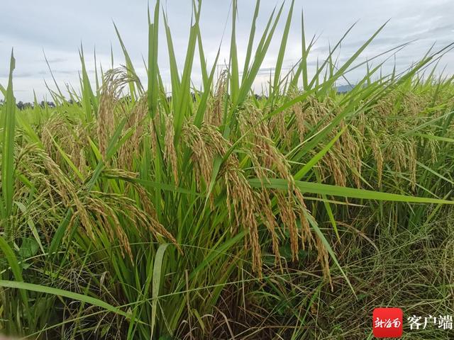 15个“海南好米”水稻品种田间“摆擂” 种植户现场看稻选种