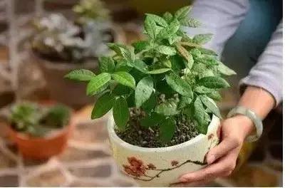 自制植物盆栽，让你每天心情美美的【附教程】