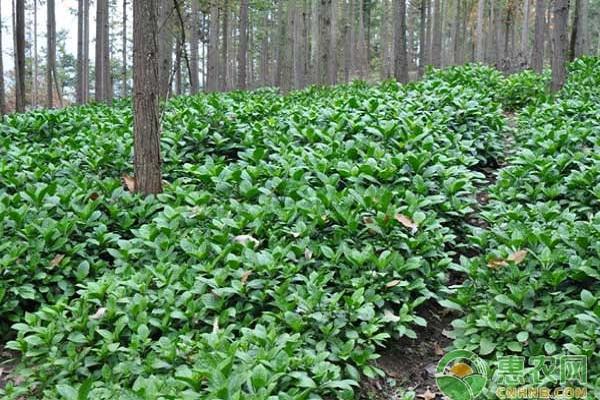 板蓝根如何种植？板蓝根种植技术分享