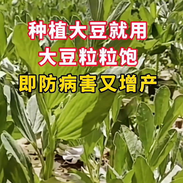 种植大豆就用大豆粒粒饱 #豆类通通可以用#大豆