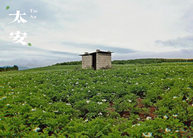 在丽江，夏天有一种美丽叫“太安洋芋花开”