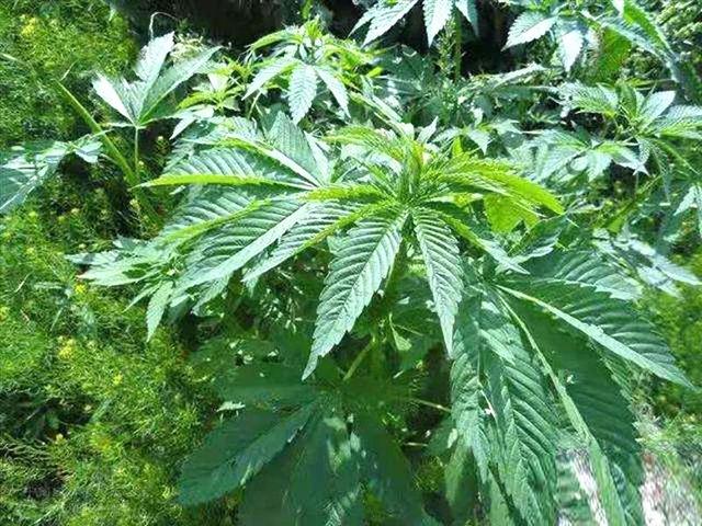 7种“致幻”植物，神秘药性令人丢失平衡感，严重者还会患失忆症