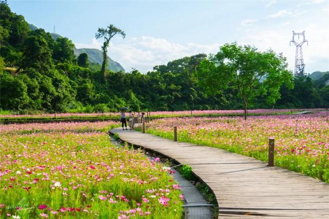 高颜值花海上新！大片波斯菊花海来袭，送你初夏第一场浪漫~