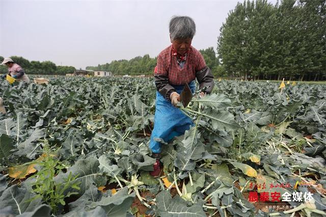 农产品走出国门！泰山亚细亚种植基地里采摘忙