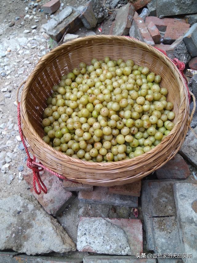 余甘果泡酒怎么泡，牛甘果泡酒的做法，首次试验油甘果泡酒