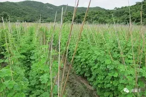 苦瓜种植有技巧，六种方法助你优质高产