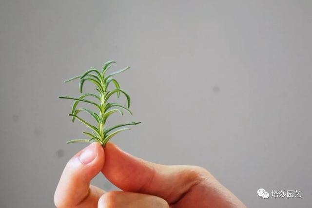 迷迭香栽培及烤鸡秘籍！种香草的目的，除了看当然还有吃！