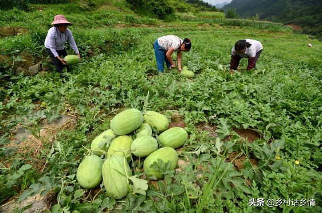 老爸一直用这个方法种植西瓜、甜瓜、地瓜等，高产好吃，卖价高