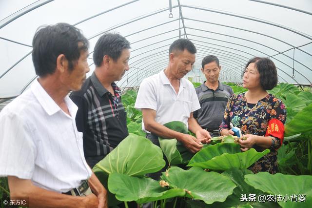 农作物黄叶的八大原因总结！以后千万别再错误判断盲目性防治了！