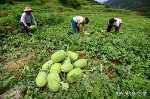 香豆子的种植(老爸一直用这个方法种植西瓜、甜瓜、地瓜等，高产好吃，卖价高)