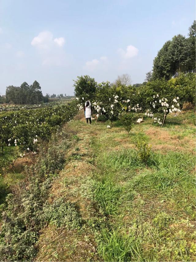 四川耙耙柑（种植技巧）