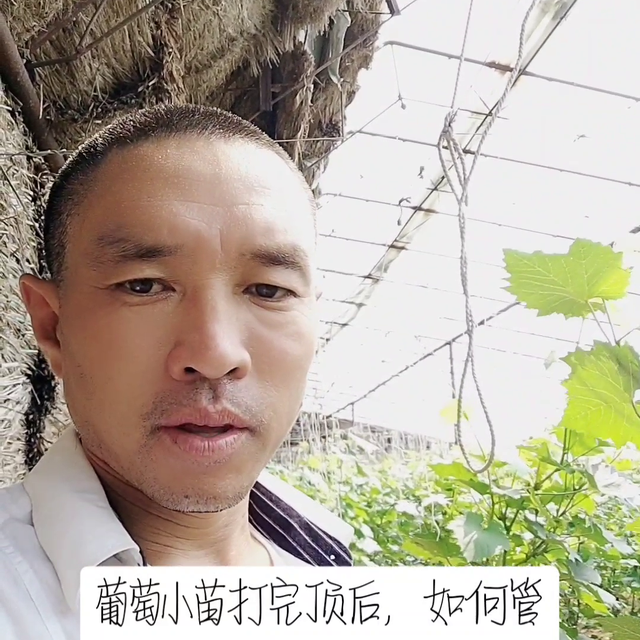 ，葡萄小苗如何管理来年有花穗，#了解种植技术点红心关注