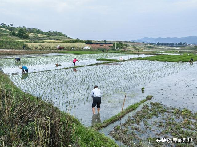 手把青秧栽种忙，转头风露稻花香