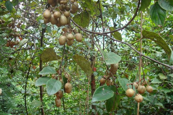 2018种猕猴桃赚钱吗？种植利润与投资成本及前景预测