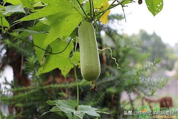 家庭无土种植蔬菜的方法