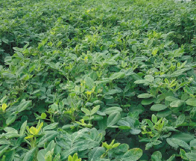 浙江慈溪鲜食花生春节上市关键栽培技术