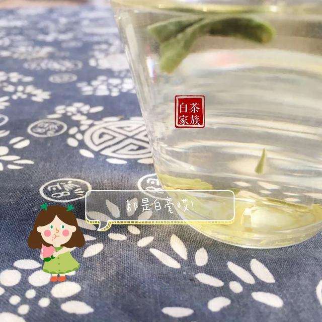 同样叫“白茶”，安吉白茶存三年成“草”，福鼎白茶却越来越贵？