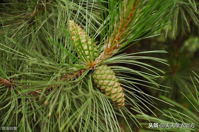 静止的植物，凭什么能活得比恐龙久？它的逆境生存法则，太强大