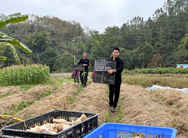 阳春返乡创业青年成功试种“中科一号红松茸”