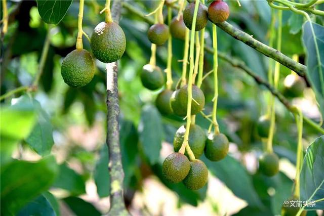 孟连牛油果喜提“地理标志证明商标”，基地种植规模全国最大