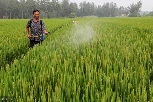 水稻旱直播除草药剂及方案推荐