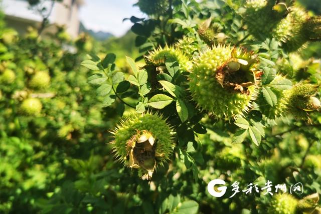 六盘水因地制宜种刺梨 生态经济效益双丰收