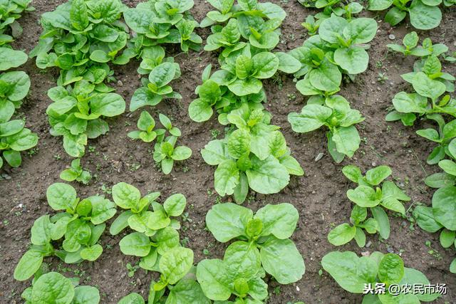 日光温室冬春茬落葵栽培技术，推荐大家种植方法，以及养护管理