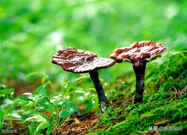 林下仿野生灵芝，高产高效栽培技术，种植过程中这些需要了解一下