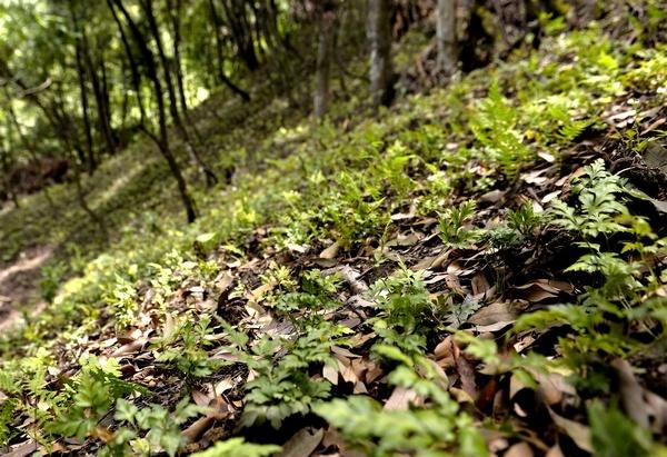 贵州大方：林下中药材种植让青山变“金山”