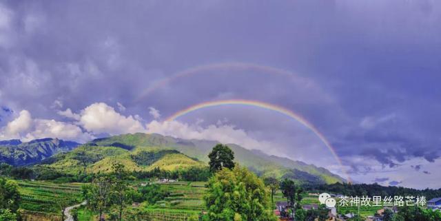 腾冲芒棒坪田的香橼熟了，你知道吗？