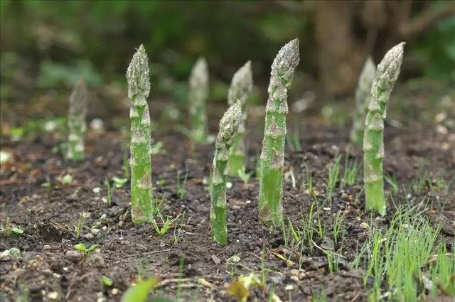 蔬菜之王？国宴必备菜肴？芦笋全套栽培技术分享