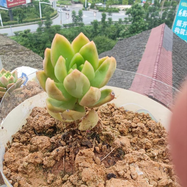 多肉植物夏日怎么养？一篇文章教你快速上手