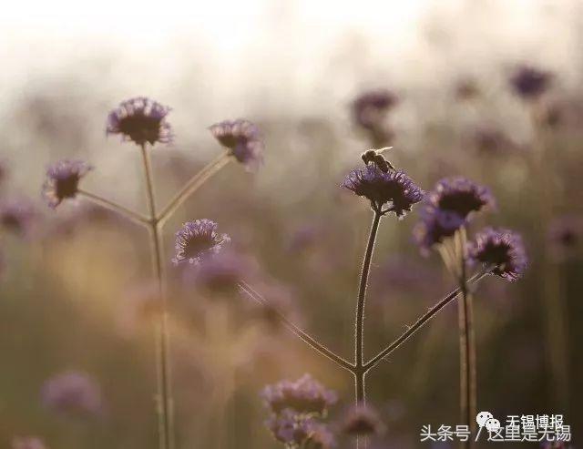 500亩薰衣草提前绽放，这片紫色花海无锡人不能错过