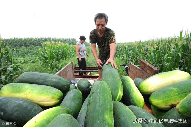 黑皮冬瓜病虫害无公害防治技术