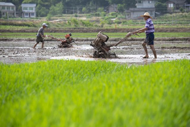 #（经济） 立夏将至农事忙