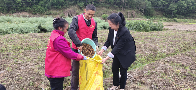 元胡丰收采挖忙，喜获丰收“金豆豆”