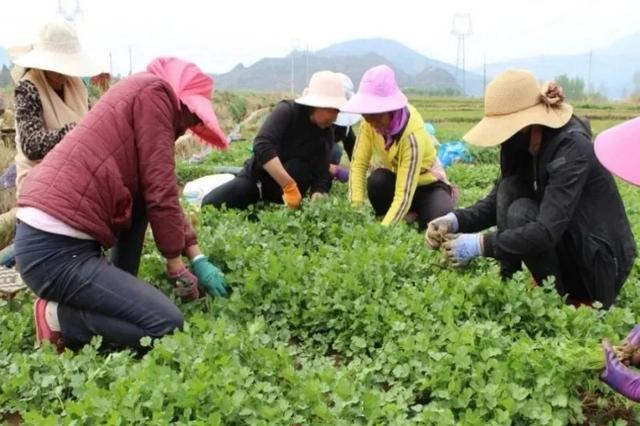 农村的这几种蔬菜种植，亩收入都能在一万元以上！