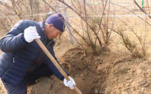 山东人参种植成功(昌邑下营镇李刘村村民李卫东成功种植肉苁蓉)