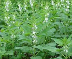 种植黑芝麻(芝麻的种植方法和时间)