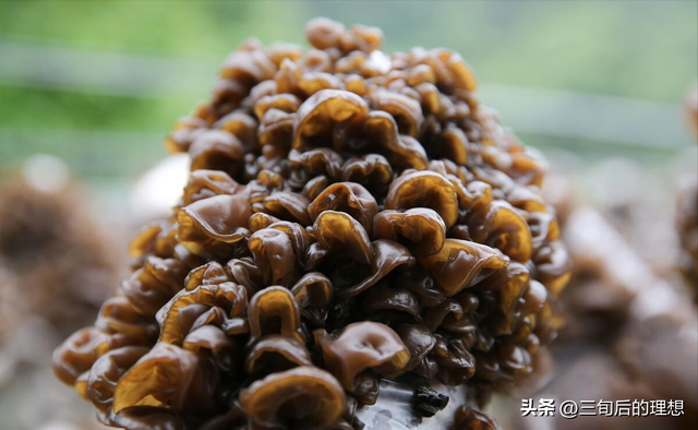 木耳怎么种植？通过这9个方面的学习让木耳种植不再困难