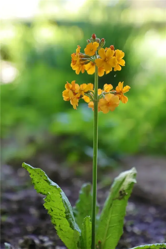 “高原美人”绿绒蒿首次平原露地栽培开花，快来北京植物园一睹风采