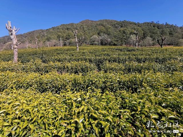 这里是“离天空最近的茶园”，海拔两千四